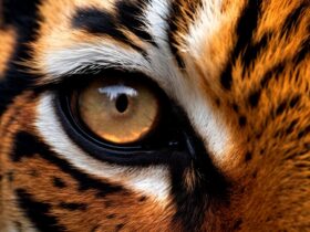 oeil de tigre