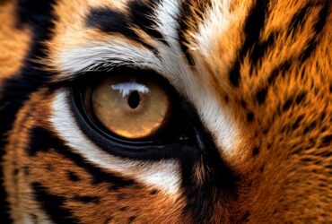 oeil de tigre