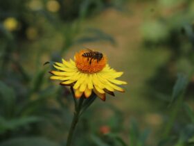 Abeille sur rayon de miel dans une lumière dorée naturelle