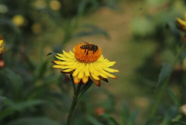 Abeille sur rayon de miel dans une lumière dorée naturelle