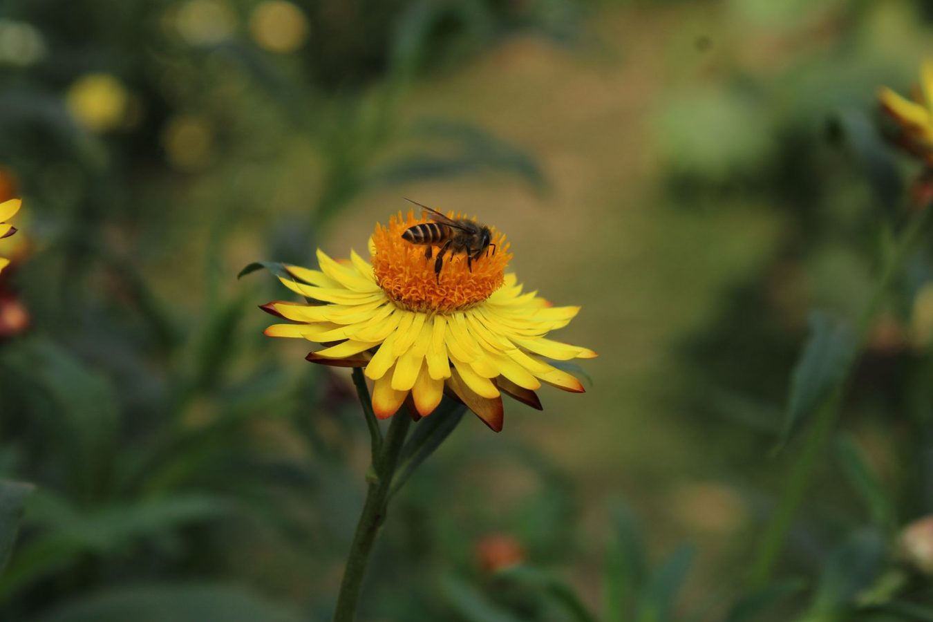 Abeille sur rayon de miel dans une lumière dorée naturelle