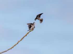 Hirondelle en vol dans un ciel de printemps lumineux