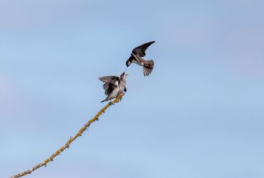 Hirondelle en vol dans un ciel de printemps lumineux