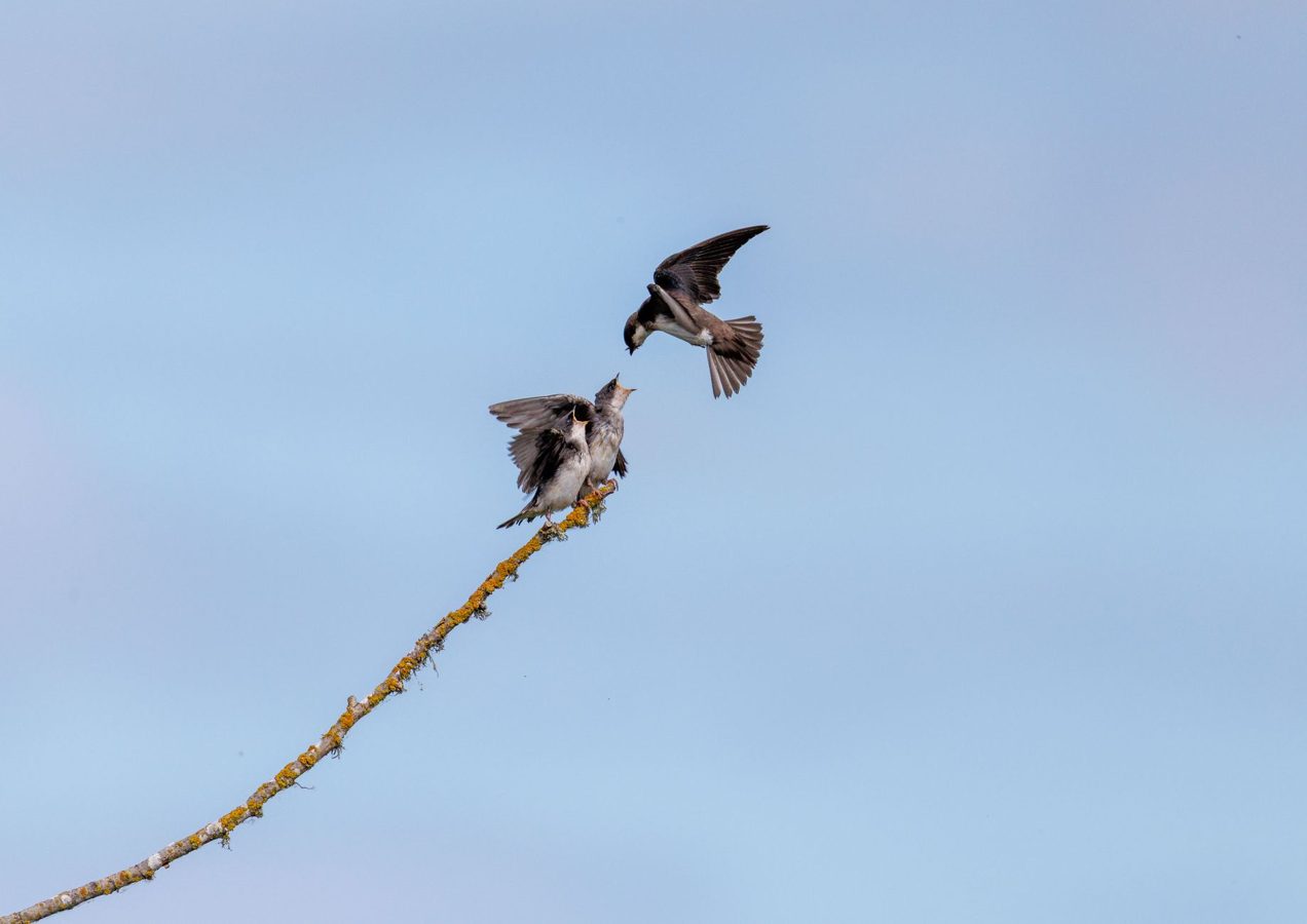 Hirondelle en vol dans un ciel de printemps lumineux
