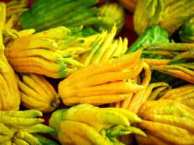 Main de Bouddha : origine, symbolique et usages de ce fruit étonnant