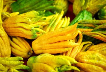 Main de Bouddha : origine, symbolique et usages de ce fruit étonnant