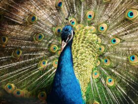 Paon majestueux déployant ses plumes aux couleurs éclatantes