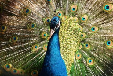 Paon majestueux déployant ses plumes aux couleurs éclatantes