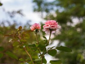 Rose : symbole spirituel, traditions et sens culturel de la fleur