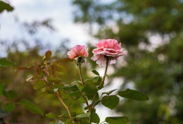 Rose : symbole spirituel, traditions et sens culturel de la fleur