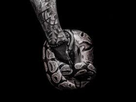 Serpent en train de muer, symbole de transformation naturelle
