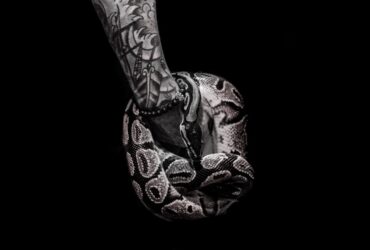 Serpent en train de muer, symbole de transformation naturelle