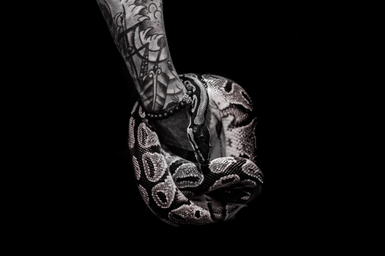 Serpent en train de muer, symbole de transformation naturelle