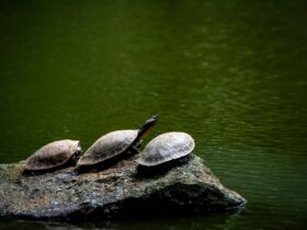 Tortue paisible dans un environnement naturel calme
