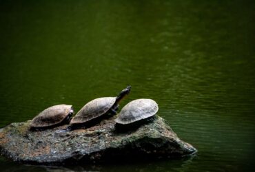 Tortue paisible dans un environnement naturel calme