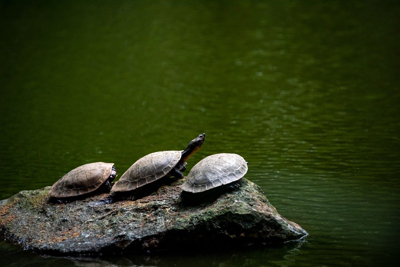 Tortue paisible dans un environnement naturel calme