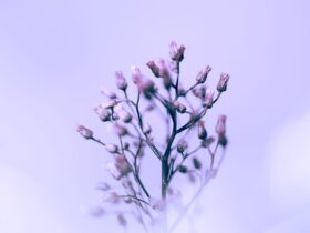 Champ de lavande violette sous un ciel apaisant