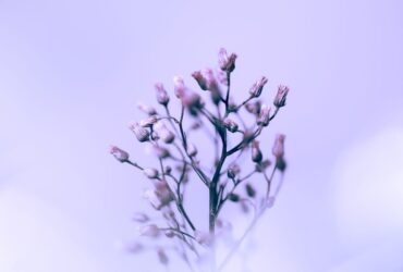 Champ de lavande violette sous un ciel apaisant